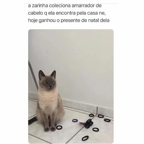 Meme de gato que gosta de colecionar amarrador de cabelo 