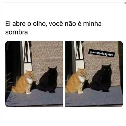 Meme sobre gato preto 