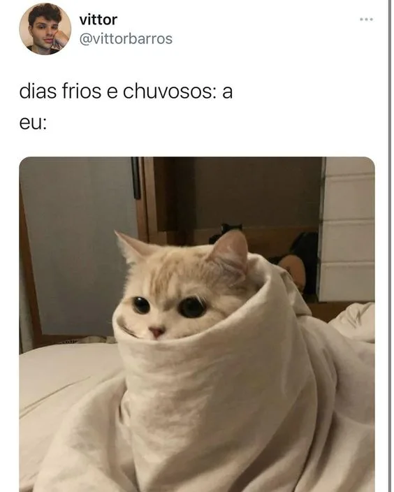 Memes de gatos com frio