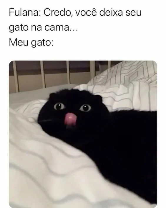 Memes de gato na cama