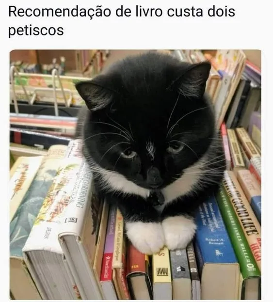 Memes de gato com livro