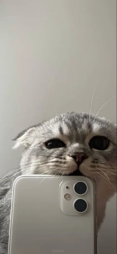 Papel de parede de gato engraçado para celular 
