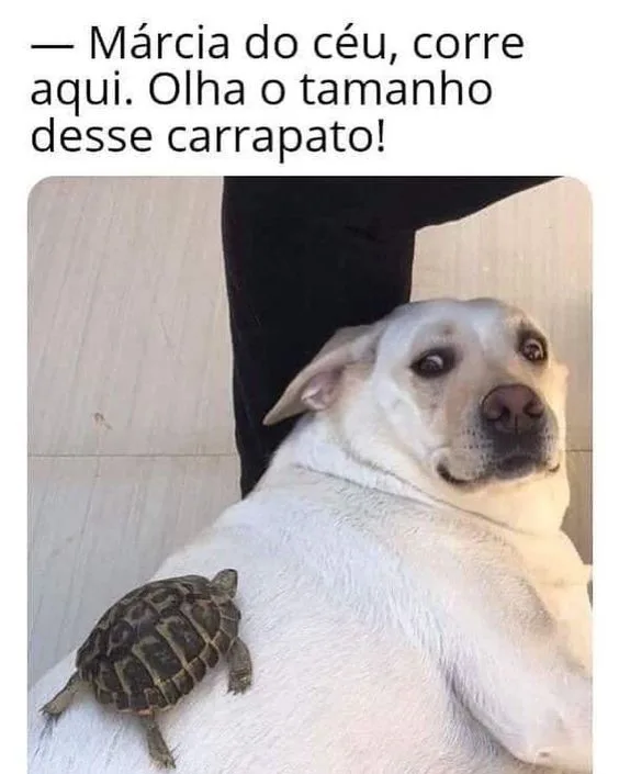 Cachorro com tartaruga nas costas