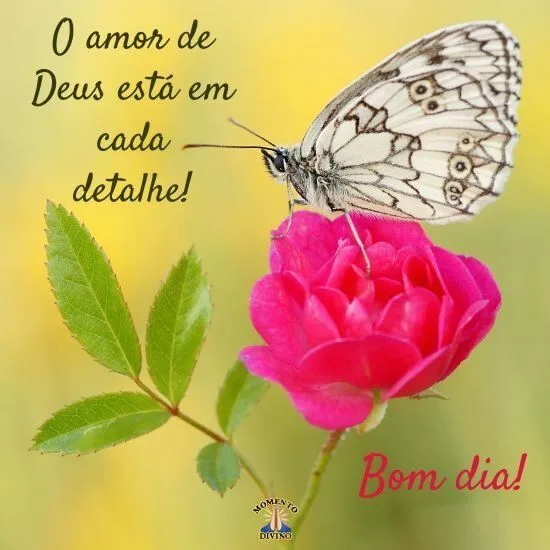 Bom dia com rosa e borboleta