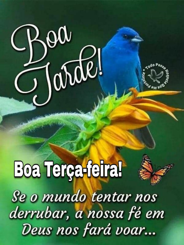 Boa tarde boa terça-feira